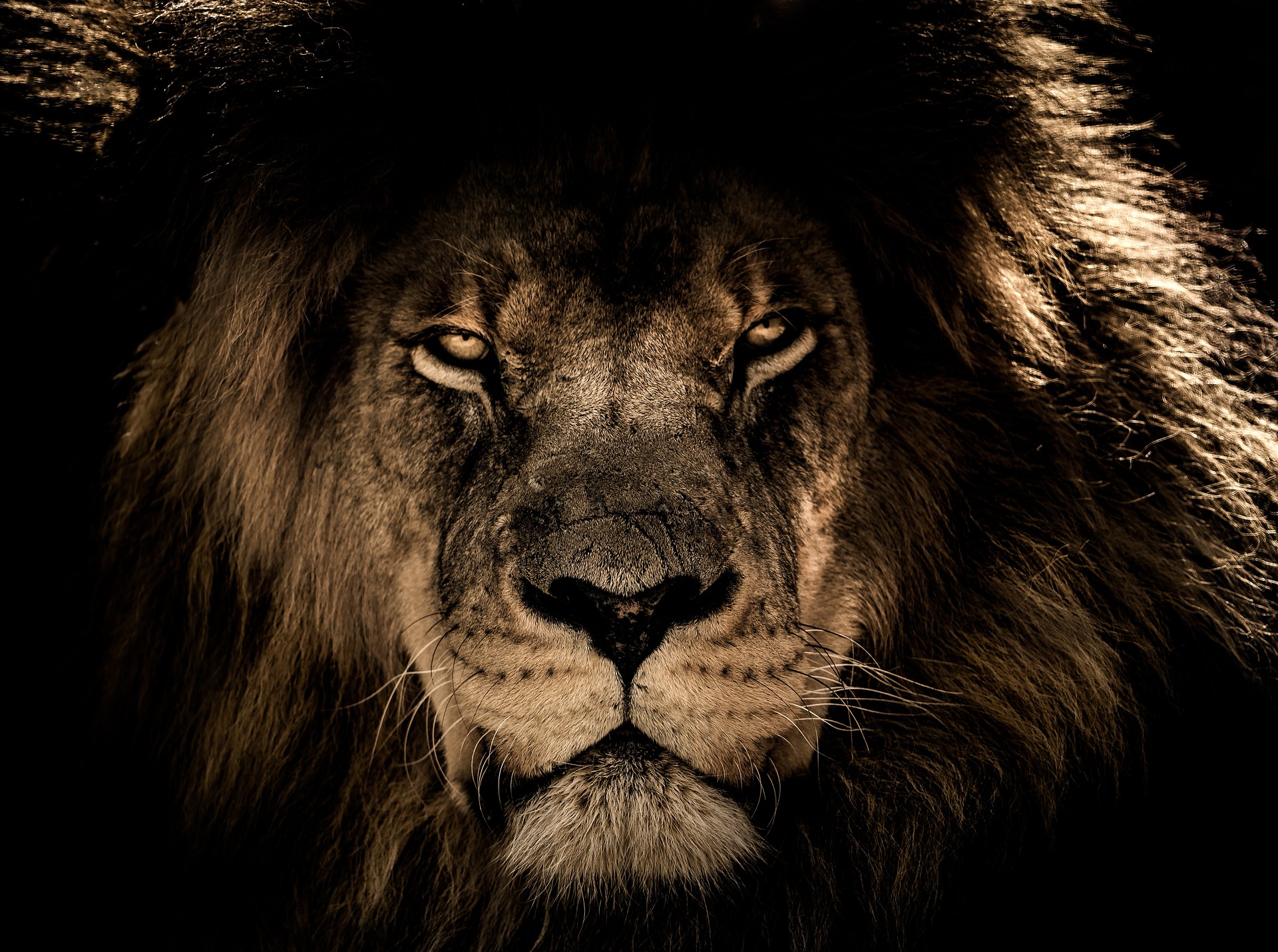 L’étrange histoire d’un lion qui épousa une brebis – Conte Africain du Mali