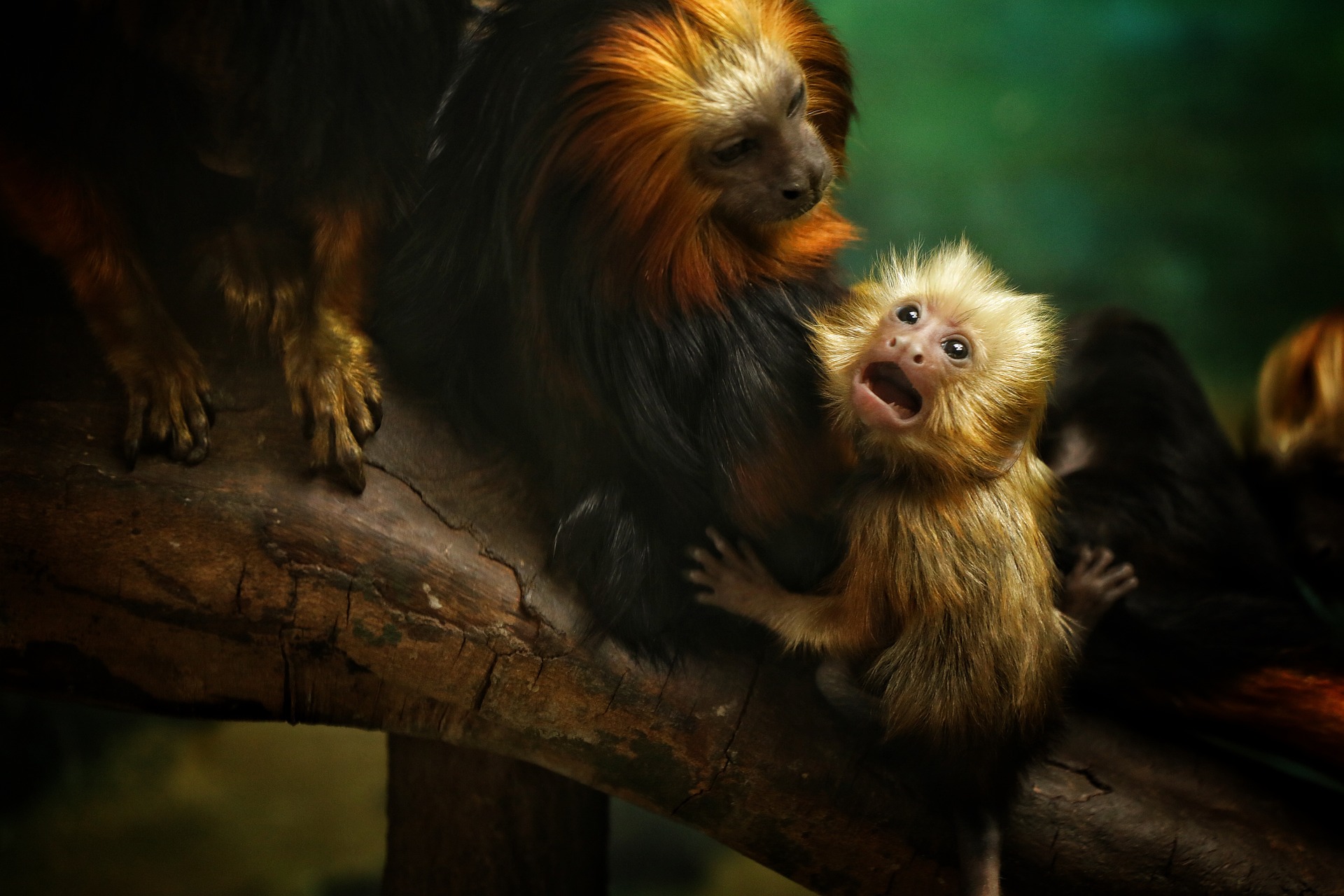 L’homme et les animaux – Conte africain