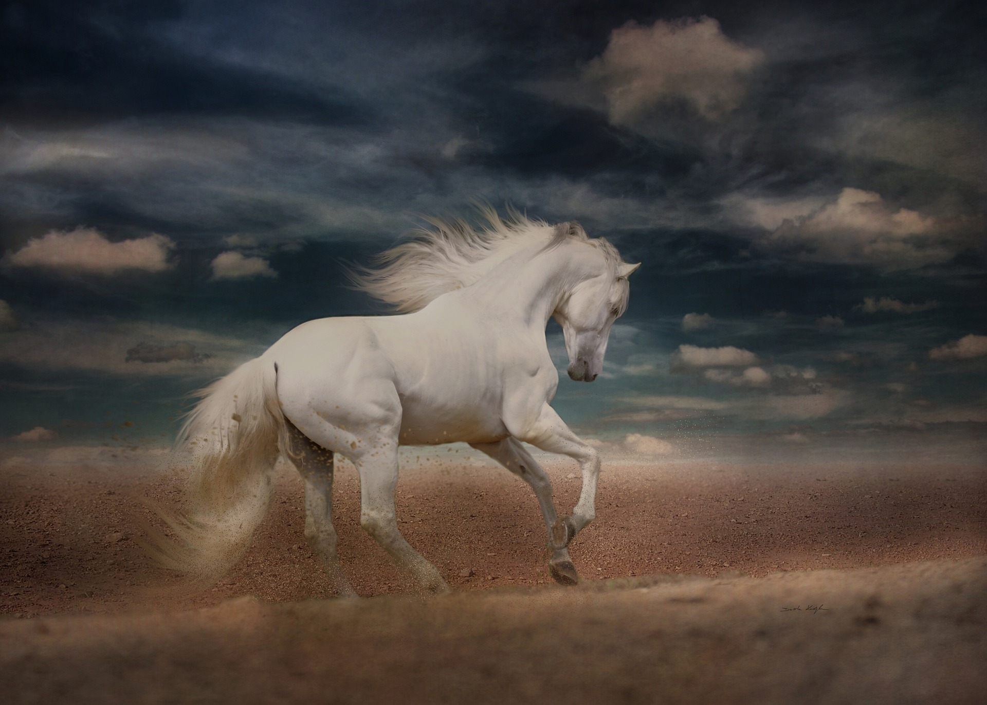 Le Cheval du Roi – Conte Africain